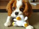 jolis petits cavaliers king charles