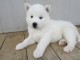 disponible de suite bb Husky de Sib&eacute;rie.