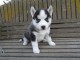 disponible de suite bb Husky de Sib&eacute;rie.
