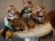 chatons bengal non LOOF a r&eacute;server
