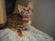 chatons bengal non LOOF a r&eacute;server