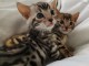 chatons bengal non LOOF a r&eacute;server