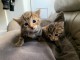 chatons bengal non LOOF a r&eacute;server