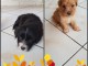 Vends chiots Yorkshire terrier  crois&eacute;  bichon 2 males