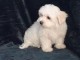 DISPONIBLE Chiot m&acirc;le Bichon 