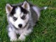 disponible de suite bb Husky de Sib&eacute;rie.