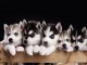 disponible de suite bb Husky de Sib&eacute;rie.