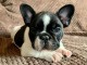 Donne contre bon soins Magnifiques chiots Bouledogue Fran&ccedil;ais
