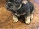 Donne contre bon soins Magnifiques chiots Bouledogue Fran&ccedil;ais