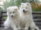 magnifiques chiots samo&egrave;de
