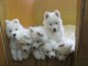 magnifiques chiots samo&egrave;de