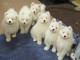 magnifiques chiots samo&egrave;de