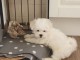 Deux chiots bichon maltais m&acirc;le et femelle a donner