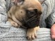 mignons chiots bouledogue fran&ccedil;ais
