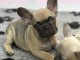 mignons chiots bouledogue fran&ccedil;ais