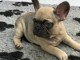 mignons chiots bouledogue fran&ccedil;ais