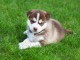 chiot husky sib&eacute;rien disponible pour Noel