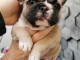 A donner magnifique chiots m&acirc;le et femelle Bouledogue fran&ccedil;ais.