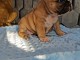 A donner magnifique chiot m&acirc;le et femelle Bouledogue fran&ccedil;ais.