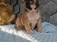 A donner magnifique chiots m&acirc;le et femelle Bouledogue fran&ccedil;ais.