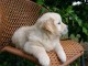Adorable chiot Golden retriever &agrave; donner