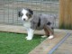 Magnifique chiot berger australien 