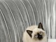 CHATONS SACRE DE BIRMANIE LOOF
