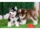 chiot husky sib&eacute;rien 
