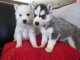 disponible de suite bb Husky de Sib&eacute;rie.