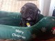 Bouledogue fran&ccedil;ais. Disponible de suite