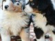 superbes Chiots BERGER AUSTRALIEN