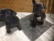 Bouledogue fran&ccedil;ais. Disponible de suite
