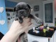 Bouledogue fran&ccedil;ais. Disponible de suite