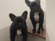 Chiots bouledogue fran&ccedil;ais 