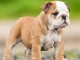 M&acirc;les et femelles bulldog anglais lof