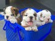 M&acirc;les et femelles bulldog anglais lof