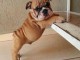 M&acirc;les et femelles bulldog anglais lof