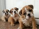 M&acirc;les et femelles bulldog anglais lof
