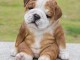 M&acirc;les et femelles bulldog anglais lof