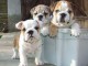 M&acirc;les et femelles bulldog anglais lof