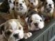 M&acirc;les et femelles bulldog anglais lof