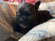 CHIOTS BOULEDOGUE FRAN&Ccedil;AIS