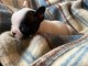  Chiots Bouledogue fran&ccedil;ais POUR ADOPTION