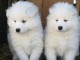 Chiots Samoy&egrave;de Adorable