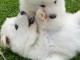 Chiots Samoy&egrave;de Adorable