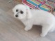 Chiot Bichon frise Adorable