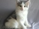  Chatons Norv&eacute;gien A DONNER  