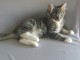  Chatons Norv&eacute;gien A DONNER  