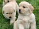 Golden Retriever puppies for sale in Canada 