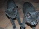 Deux chatons chartreux m&acirc;le et femelle a donner